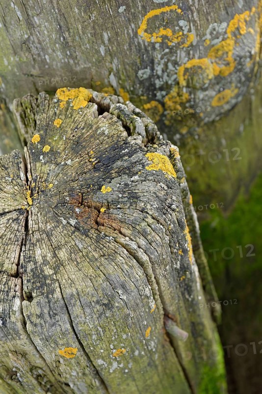 Old wooden bollards