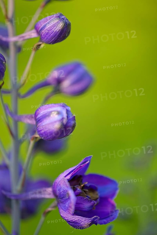 Forking larkspur