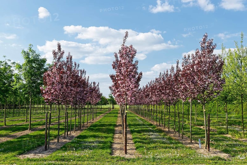 Ornamental Cherry