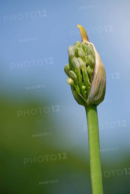 Lilies of the Nile