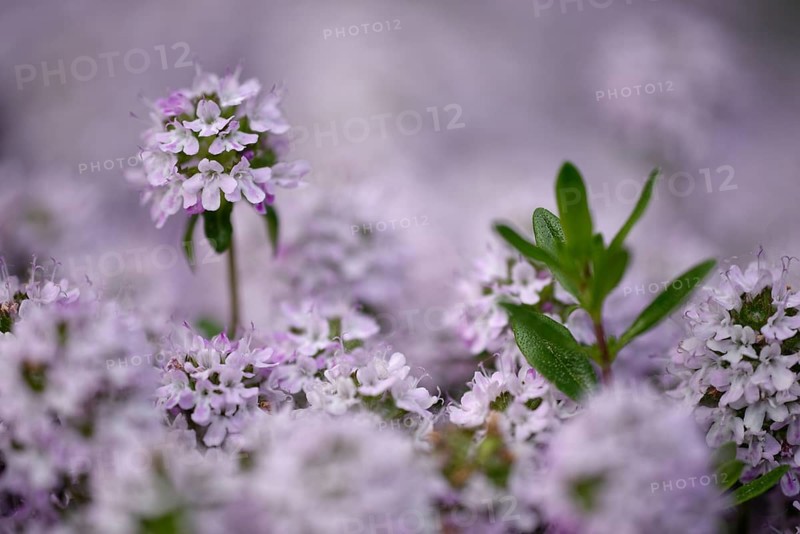Flowering Common Thyme