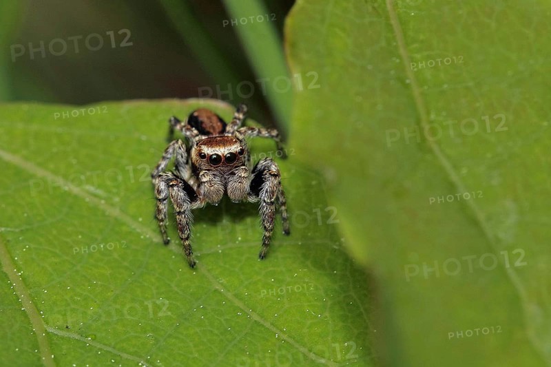 Four-point jumping spider