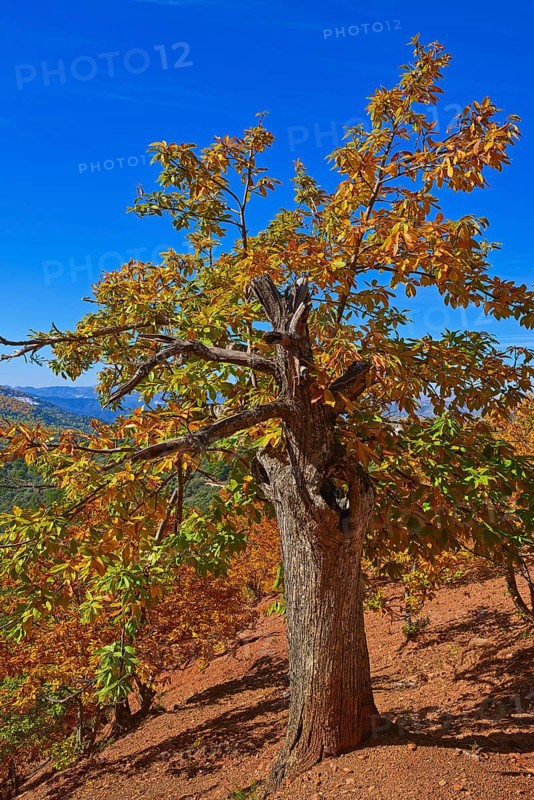 Autumn