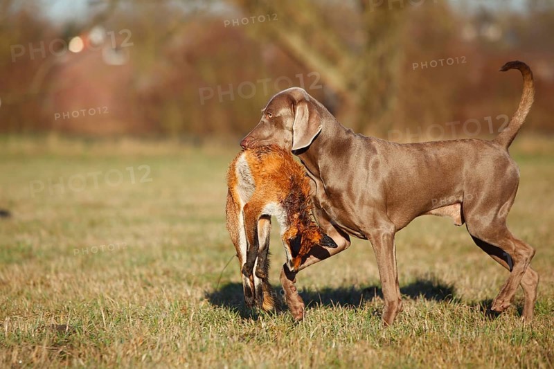 Weimaraner