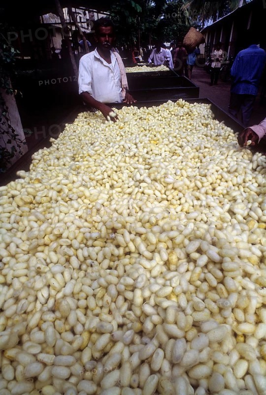 Silk Cocoons in the Government Cocoon Market at Ramanagaram