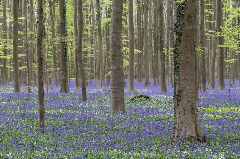 Bluebells