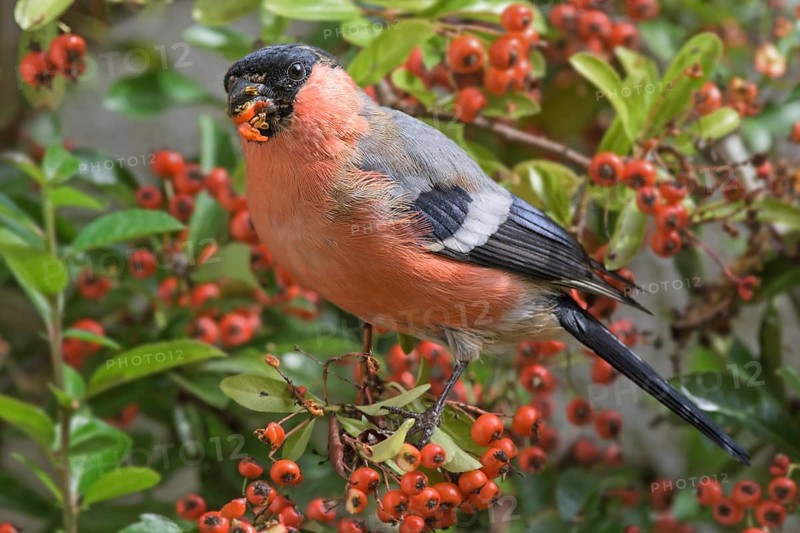 Eurasian bullfinch