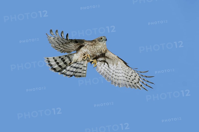 EUROPEAN SPARROWHAWK