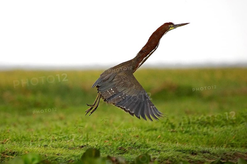 Rufescent Tiger-Heron