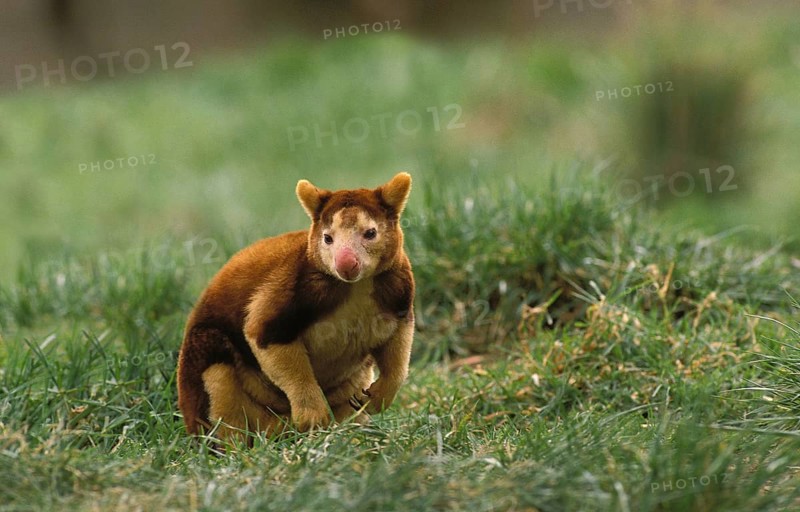 Matschie's Tree Kangaroo