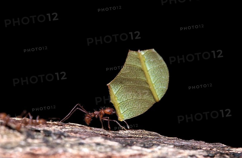 Leaf Cutter Ant