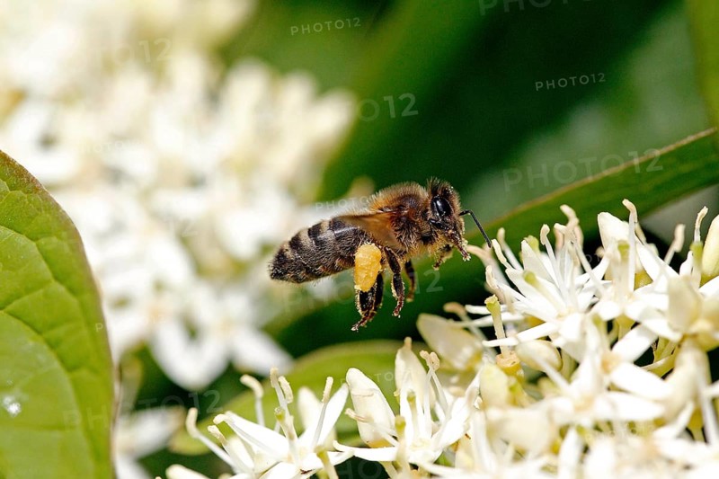 Honey bee