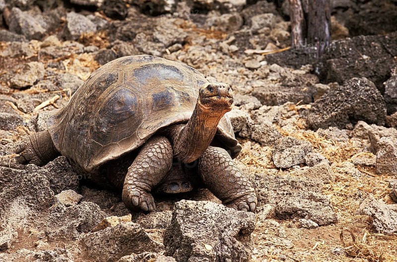 Giant Galapagos Tortoise