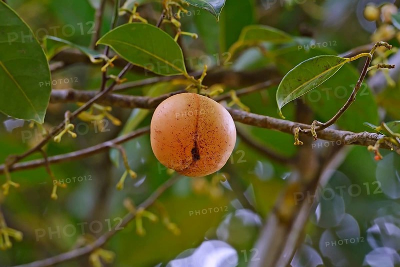 Nutmeg tree