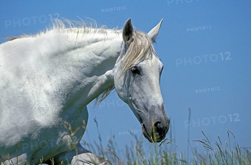 Lusitano horse