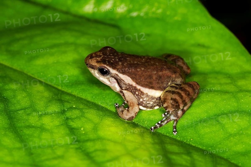 POISON BLACK FROG colostethus infraguttatus