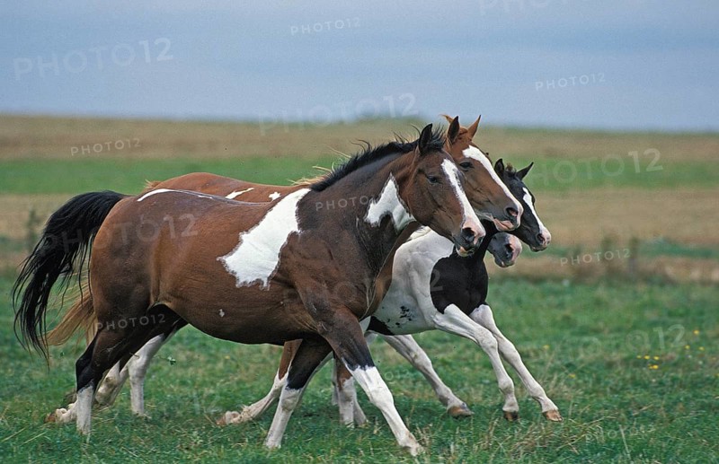 PAINT HORSE