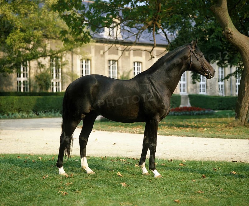 English thoroughbred horse
