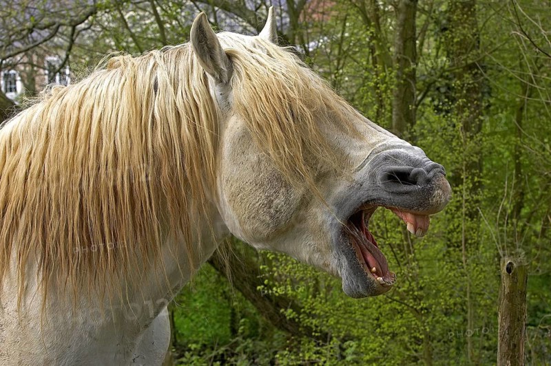 Percheron horse