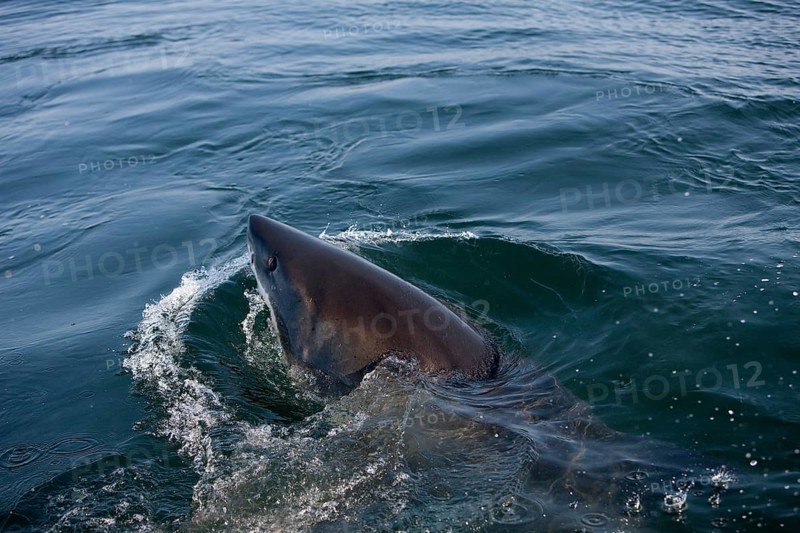 Great white shark