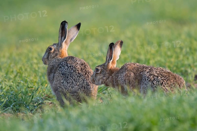 Hare