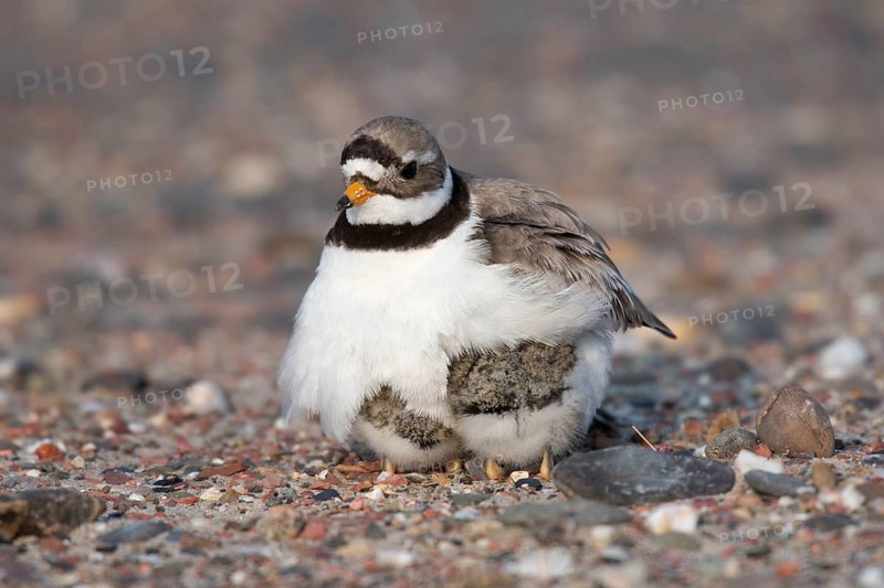 Ringed plover