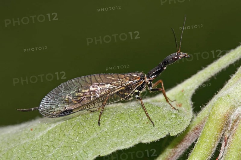 Camel neck fly