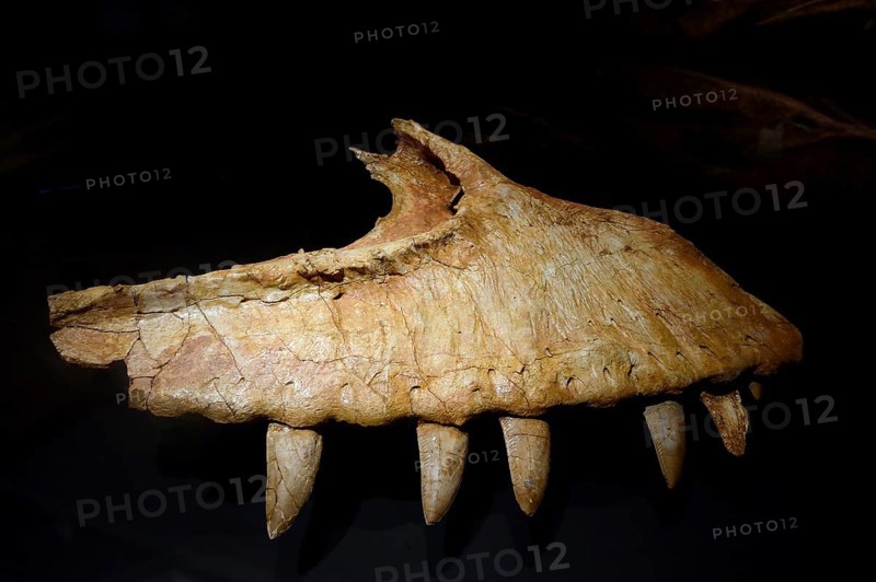 Part of the jaw of predatory dinosaur