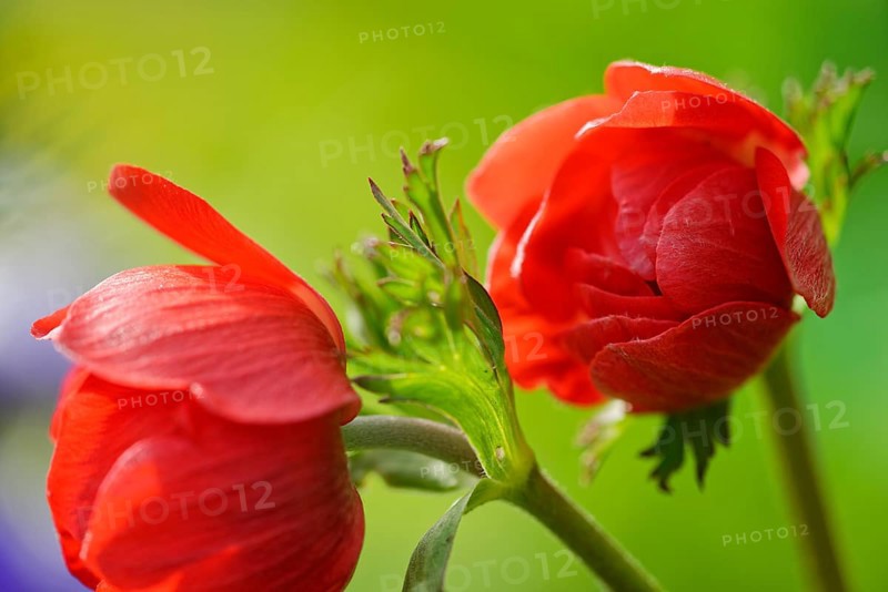 Anemone