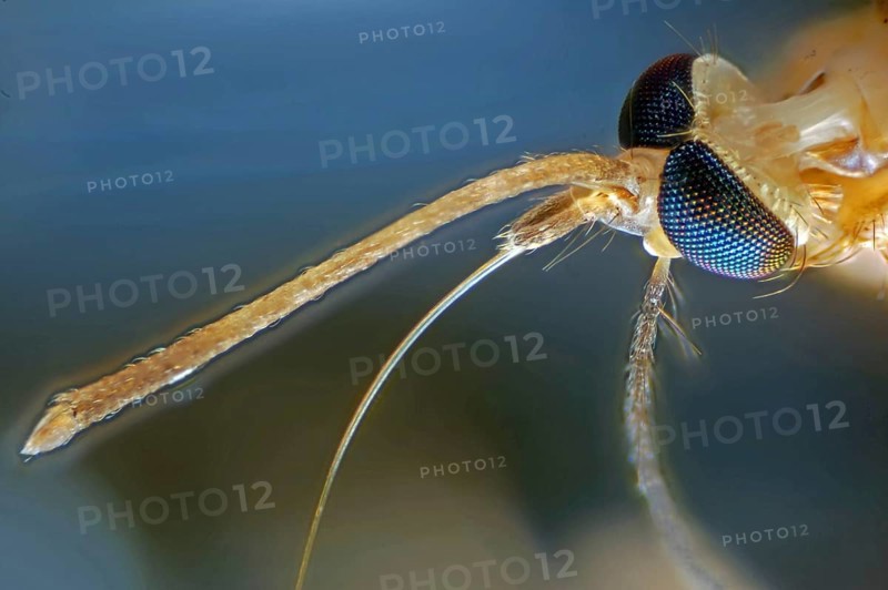 Mosquito