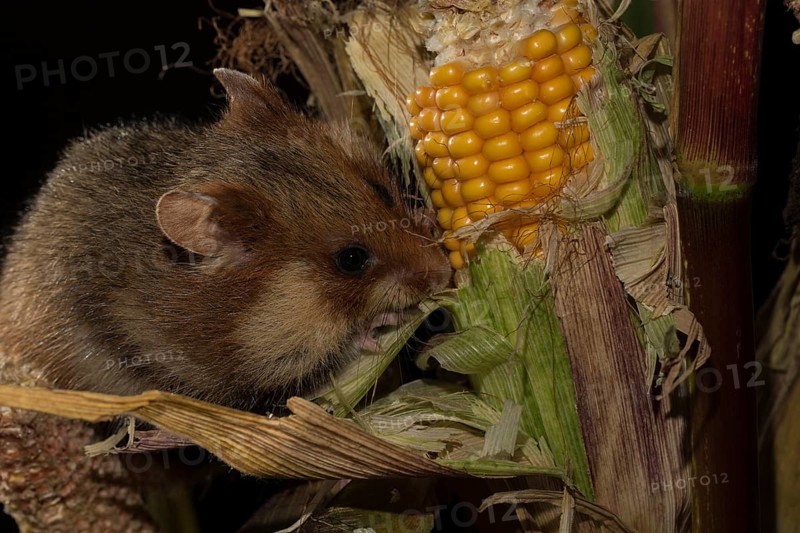 European Hamster