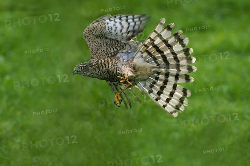 EUROPEAN SPARROWHAWK
