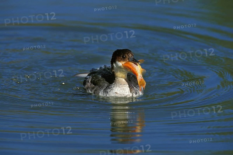 Smew