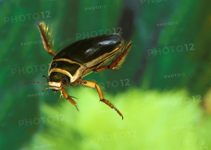 Great diving beetle