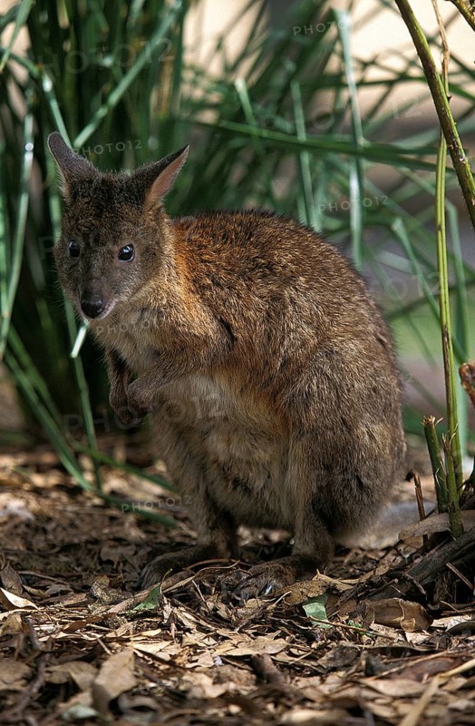 PADEMELON WALLABY