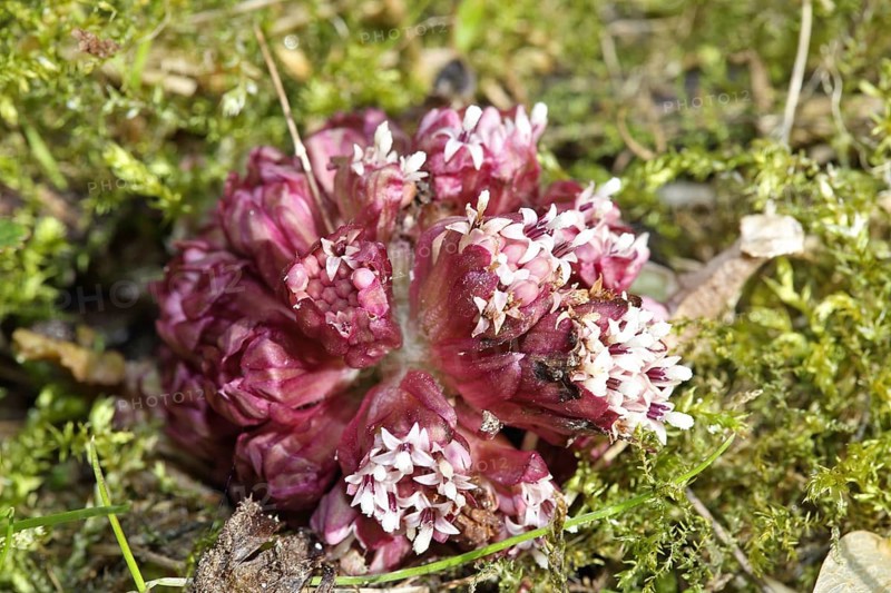 Red butterbur