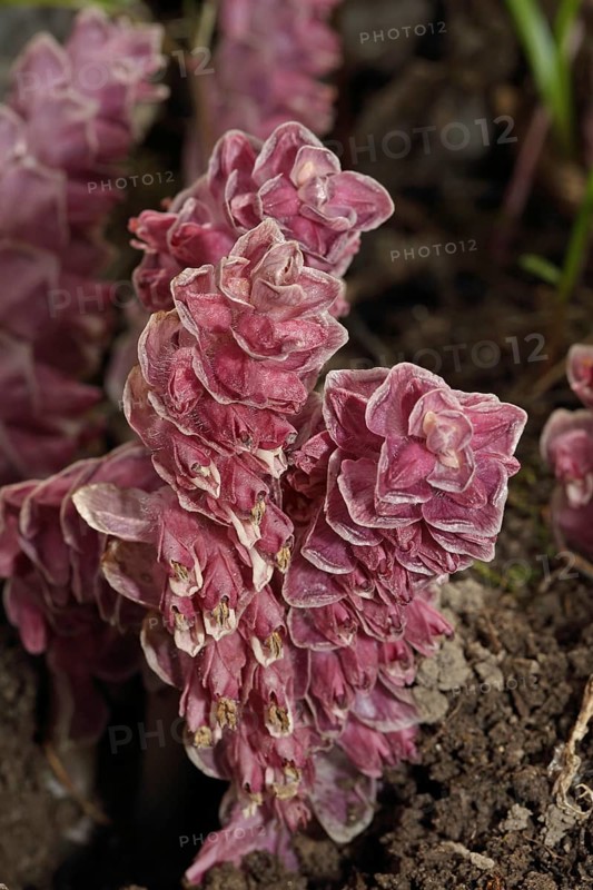Common Scale Root