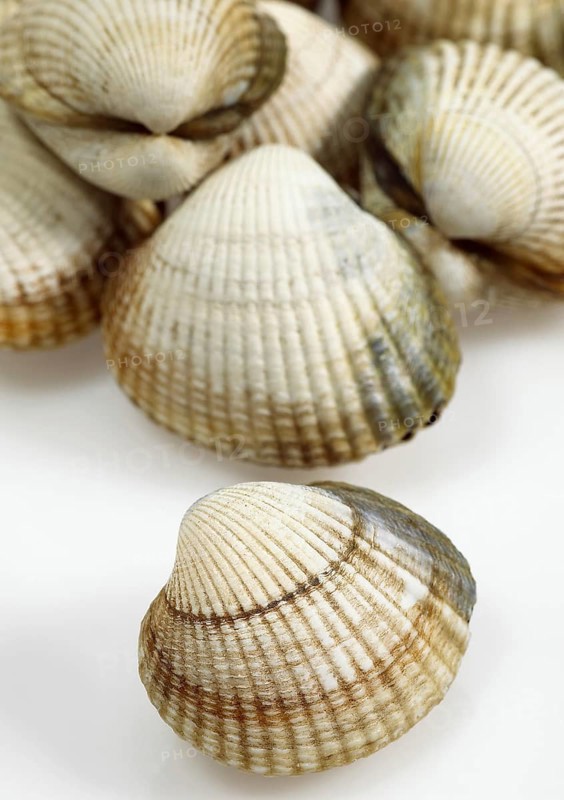 Common Cockle