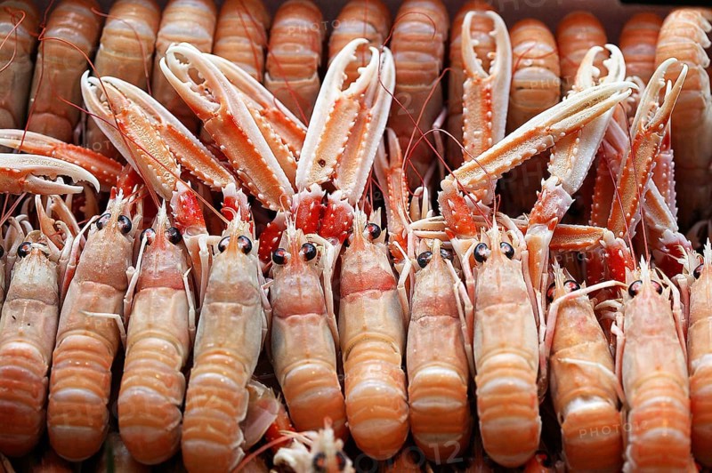 Dublin Bay Prawns or Norway Lobsters