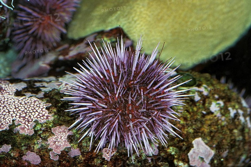 Purple Sea Urchin