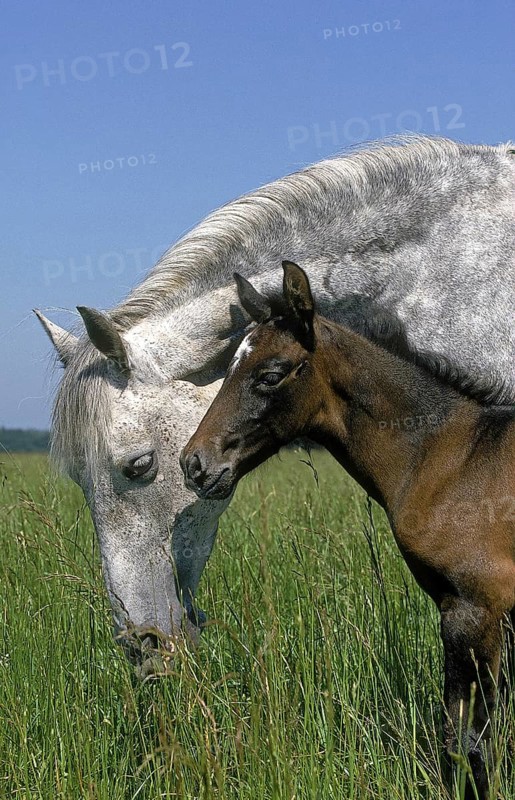 LUSITANO HORSE