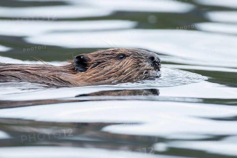 North American beaver