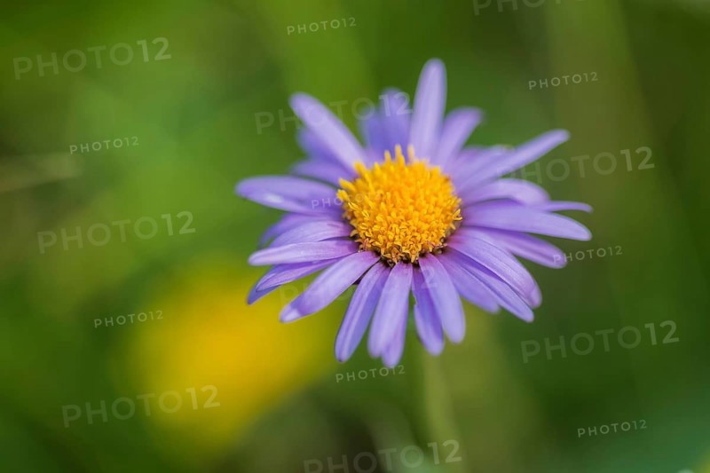 Alpine Aster