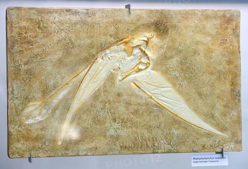 Fossilisation of a long-snouted pterosaur