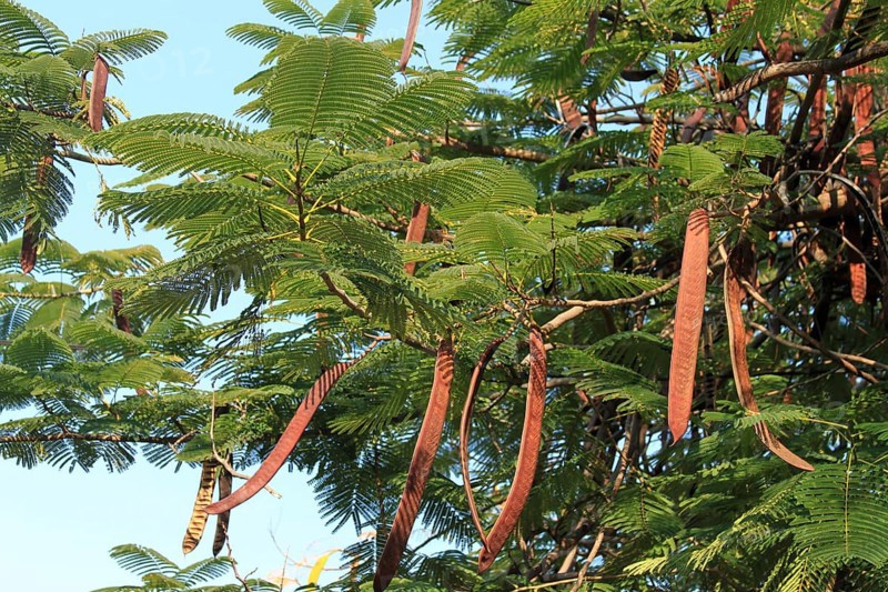Royal Poinciana