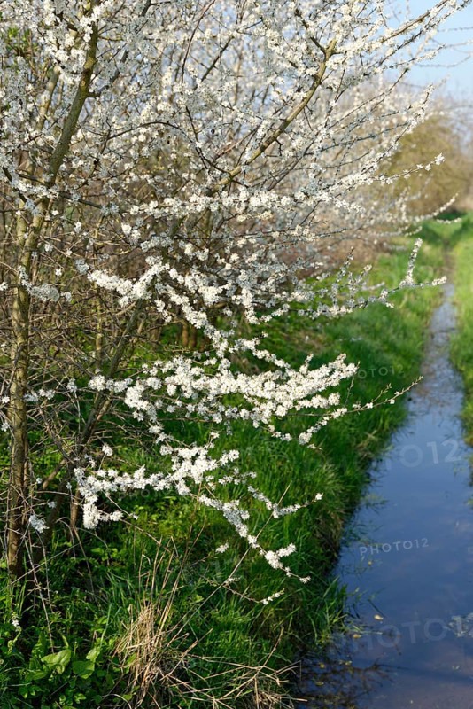 Midland hawthorn