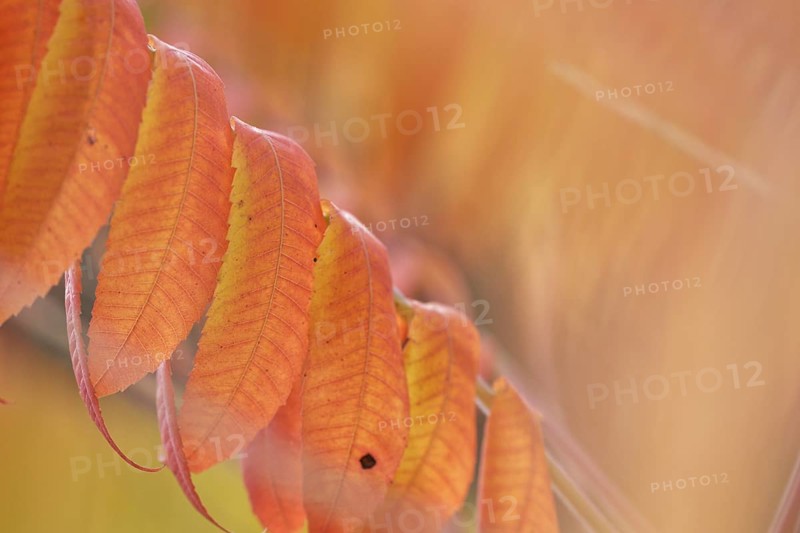 Staghorn sumac