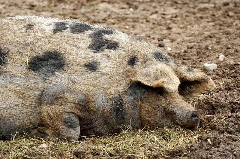 Turopolje pig
