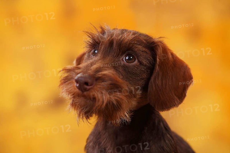 Dwarf greyhound dachshund