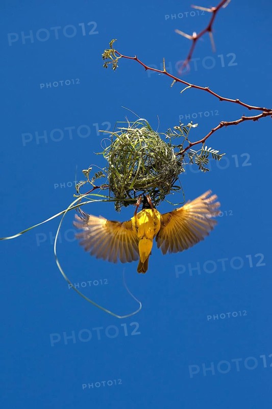 Southern Masked Weaver